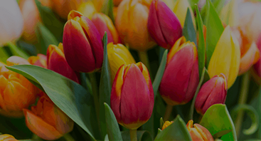 It is an image of ana flower