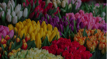 It is an image of blooom flower